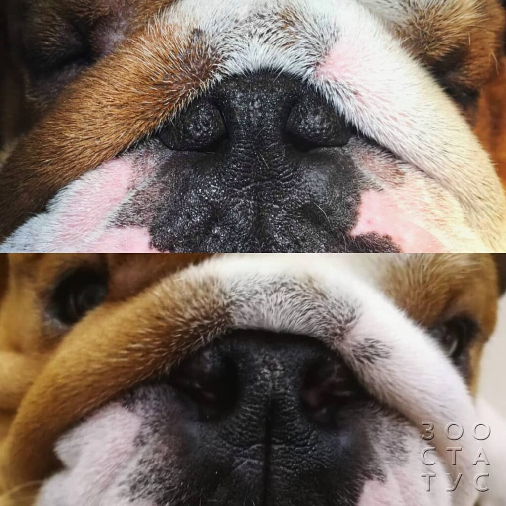 На верхнем фото - БЦС у английского бульдога - практически полностью закрытые ноздри.
На нижнем фото собака после оперативного вмешательства. 